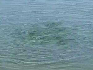 «Кипящее» море в Краснодарском крае насторожило местных жителей