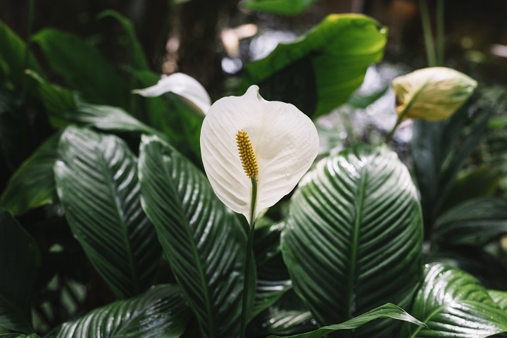 beautiful-blooming-white-flowers-spathiphyllum.jpg Цветущий спатифиллум