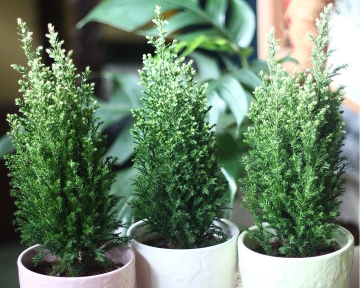 Кипарисовик Источник botanichka.ru.jpg Кипарисовики в горшке