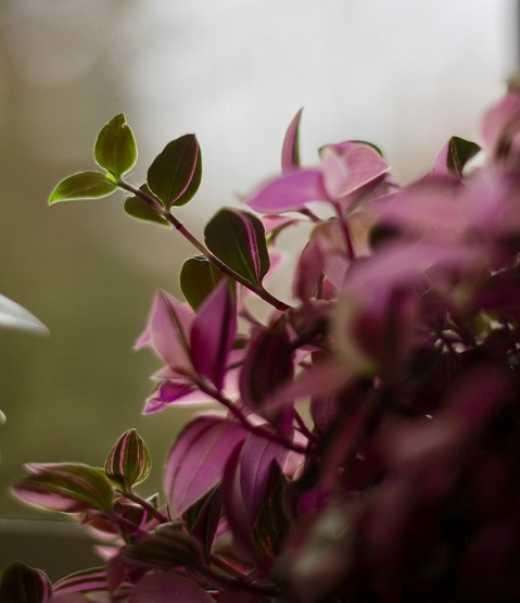 christian-petzold-fpLWk-v18Jo-unsplash.jpg комнатное растение традесканция