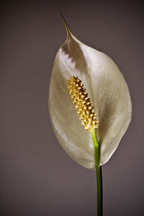 closeup-shot-beautiful-peace-lily-flower.jpg Цветущий спатифиллум