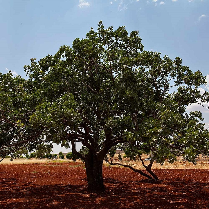 Фисташковое дерево. Источник fast-growing-trees_com.jpg Фисташковое дерево