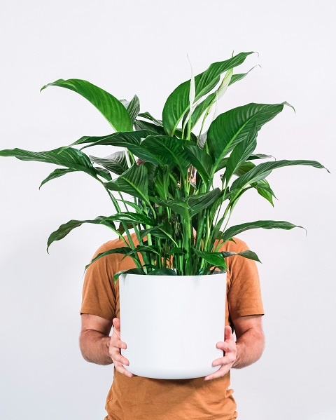 feey-CD4NPRRalgA-unsplash.jpg Мужчина держит в руках горшок со спатифиллумом