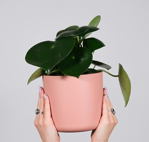 feey-hnJEERRbBG4-unsplash.jpg Комнатное растение пеперомия туполистная в горшке