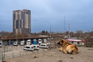 Жителей ЖК в Краснодаре кошмарит свора собак