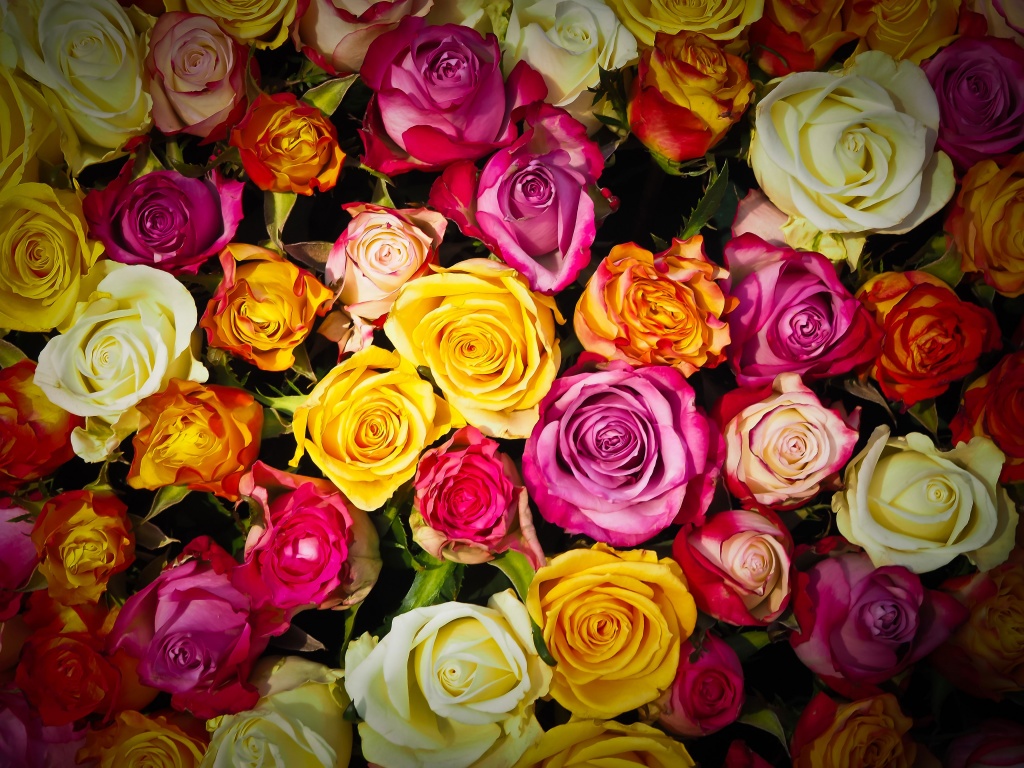 plant-white-flower-petal-bouquet-rose-648385-pxhere.com.jpg plant-white-flower-petal-bouquet-rose-648385-pxhere.com.jpg