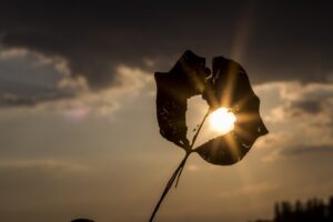 Весна у порога: на Кубани прогнозируется 17-градусное тепло