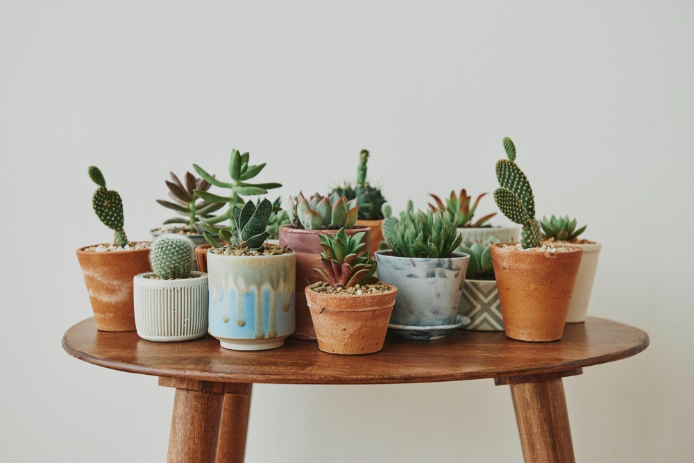 small-succulents-cacti-retro-table.jpg цветы в горшках на столе