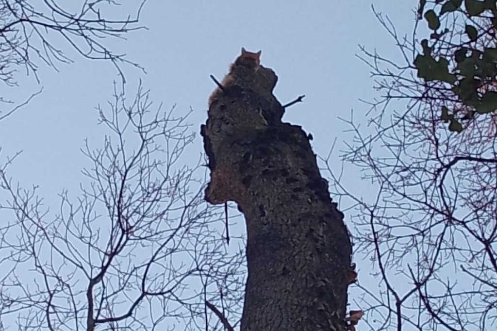 кот.jpeg кот.jpeg