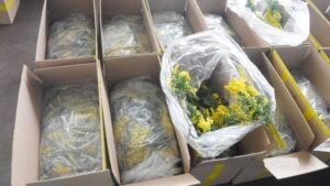 Первые 150 кг мимозы из Абхазии привезли в Краснодарский край