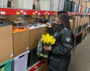 Кубань отправила более 1,6 млн штук цветов по всей России к 8 марта