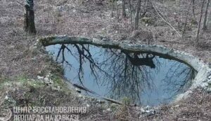 Пятнистого «толстячка» от пары леопардов Шивы и Филоу показали в Сочи
