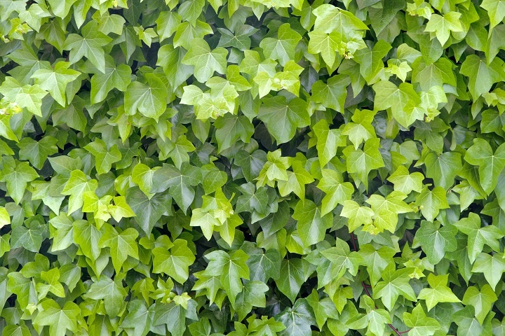 background-winegrape-leaves.jpg Восковой плющ (хойя)