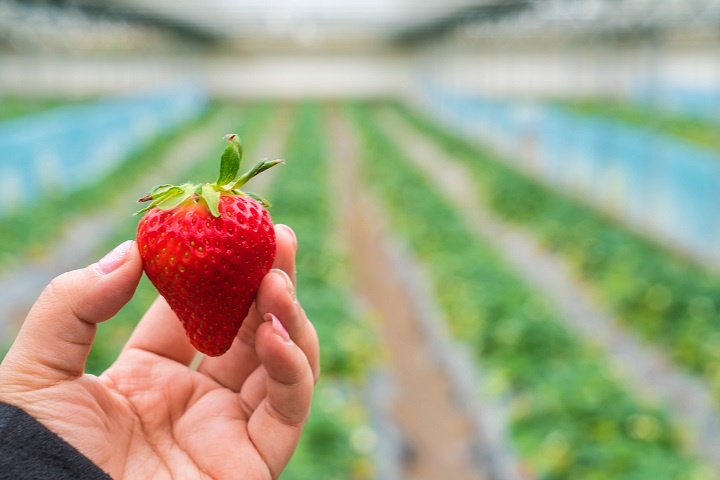 fresh-strawberry-handpicked.jpg Отборная клубника из теплицы