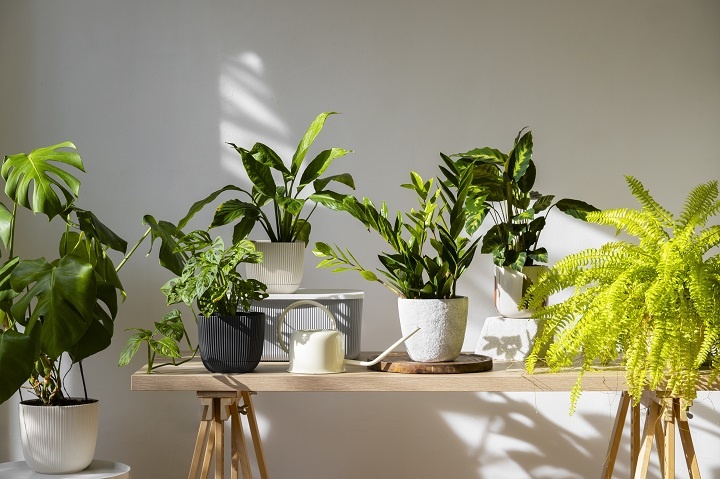 indoor-plants-studio.jpg комнатные растения в интерьере