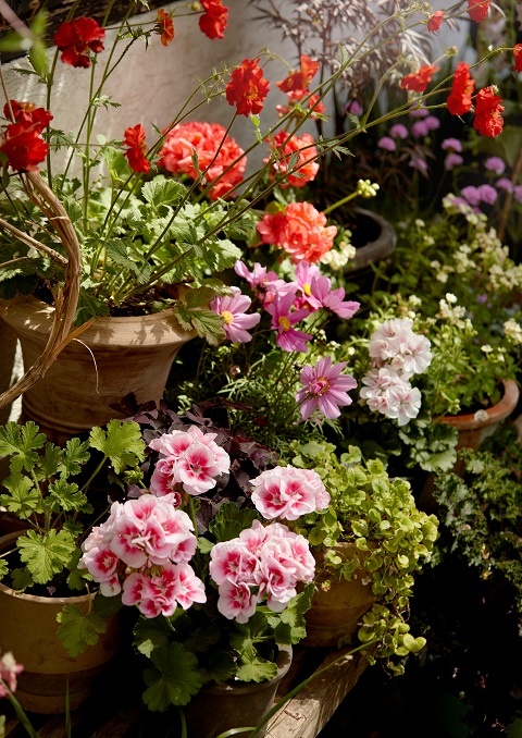 pelargoniums-for-europe-dlh2hemxBWQ-unsplash.jpg Комнатное растение пеларгония (герань)