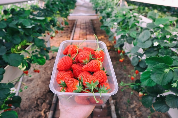 picking-strawberry.jpg Сбор клубники в теплице