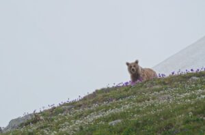 Медведи выходят из спячки в горах Сочи