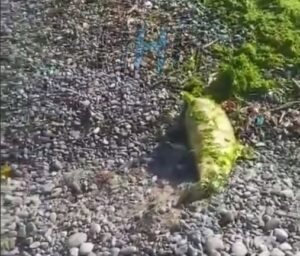 Житель Новороссийска обнаружил мертвого дельфина прямо на городском пляже