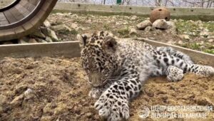 Подросший леопард Умка переехал в новый вольер