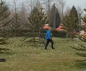 Цветочные вандалы: в парке «Краснодар» прохожие топчут цветы ради фото