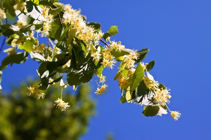 blossoming-linden-branch.jpg Ветка цветущей липы на фоне голубого неба