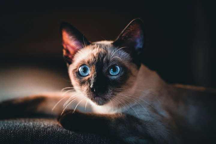 Cиамская кошка 