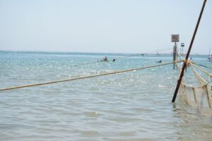 Главной причиной смертности дельфинов в Черном море является рыболовство