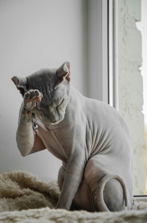 Кошка породы сфинкс