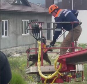 Спасатели Новороссийска сняли со столба голодного енота, просидевшего там двое суток