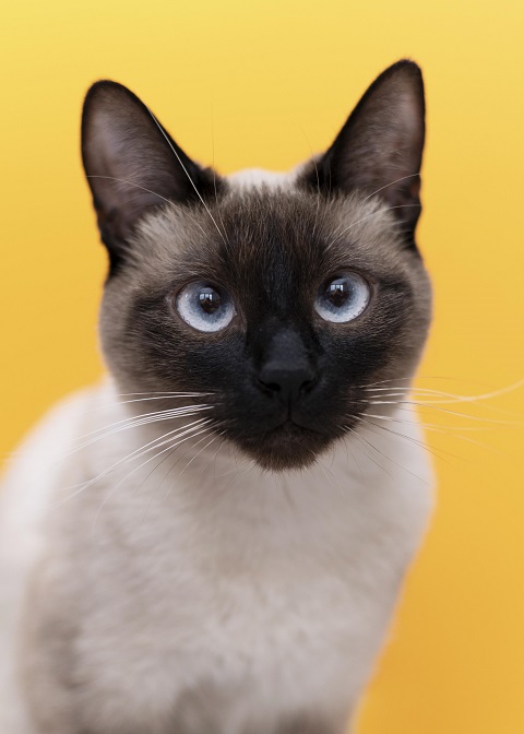 Сиамская кошка.jpg