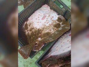 Около 100 тонн камбалы выловят рыбаки в Черном море
