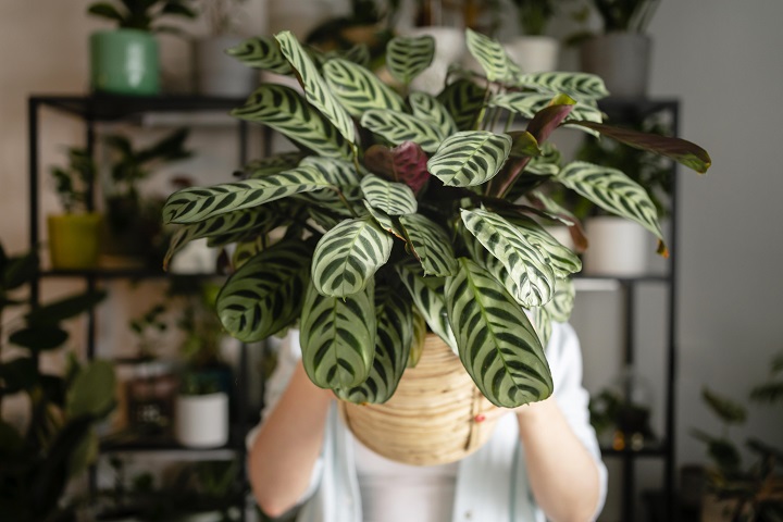 close-up-woman-holding-flower-pot.jpg Женщина держит в руках горшок с комнатным растением