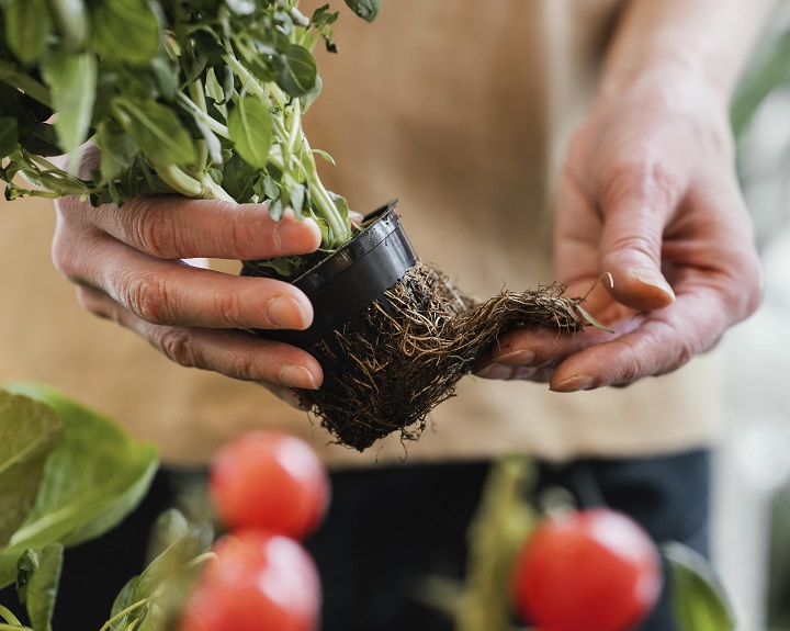 front-view-woman-holding-plant-pot-with-exterior-roots.jpg Женщина держит в руках саженец растения с развитыми корнями