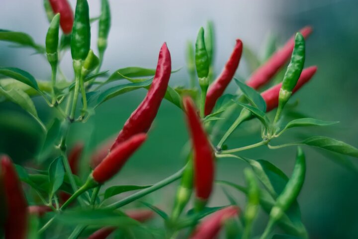 перец растет
