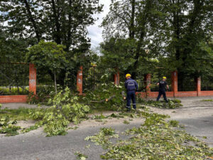 Около 50 сообщений о поваленных деревьях поступило в Службу спасения Краснодара
