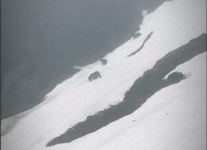 Семейство косолапых заметили около горнолыжных трасс в горах Сочи