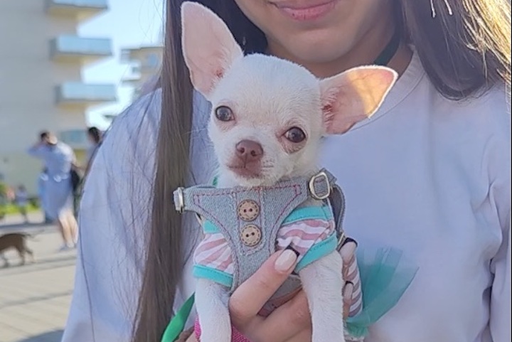 пес1.jpg пес1.jpg