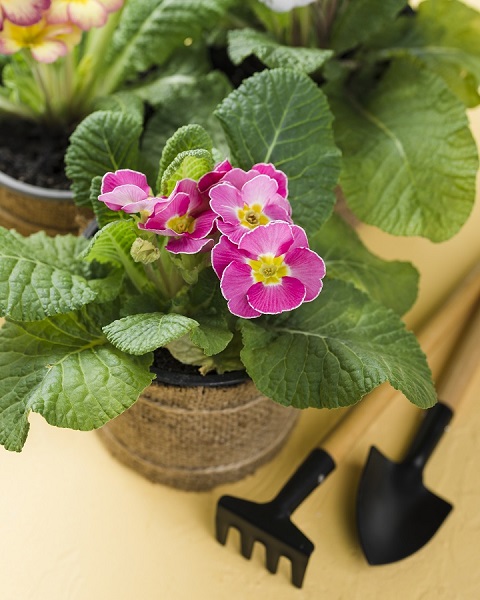 high-angle-tools-beside-blooming-flower-pot.jpg Цветущая примула в горшке