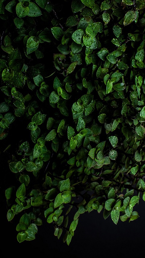 lydia-mailloux-vdK-IGrIh2w-unsplash.jpg Ампельное комнатное растение в каплях воды