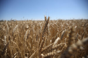 Бизнесмен захватил 18 га земли и засеял ее пшеницей на Кубани
