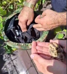 Птенцов фазана спасли из ливневки в Новороссийске