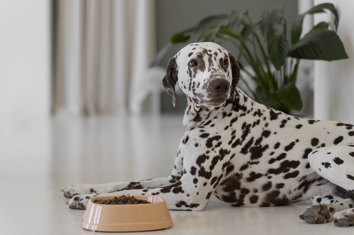 beautiful-dalmatian-dog-eating.jpg Долматинец сидит у миски с сухим кормом