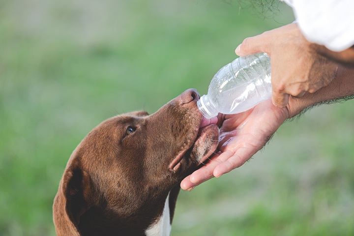 owner-gave-dogs-water-from-bottle-drink.jpg Хозяин собаки поит животного из бутылочки