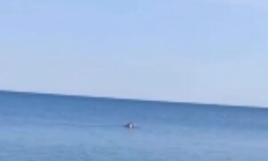 В Черном море заметили плавающего пингвина