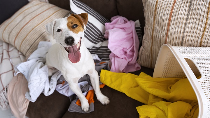 high-angle-dog-taking-clothes-out-basket.jpg Собака лежит на диване у корзины с бельем