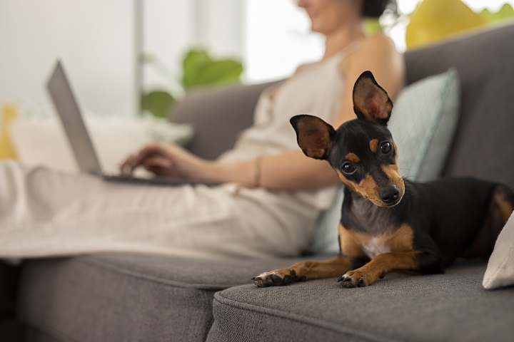 person-working-from-home-with-pet-dog.jpg Собака сидит на диване