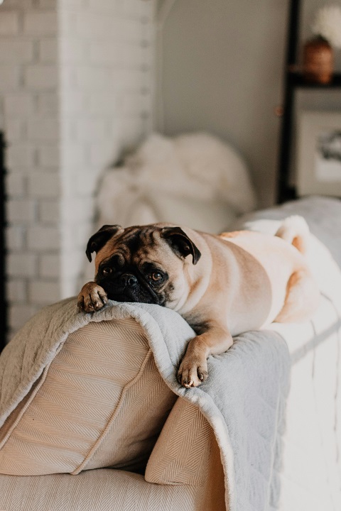 sarandy-westfall-VYcDFMSkUAA-unsplash.jpg Мопс лежит на диване
