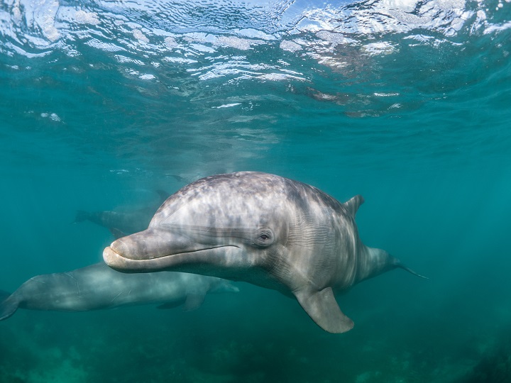 beautiful-shot-common-bottlenose-dolphin-living-his-best-life-sea.jpg Дельфин в море