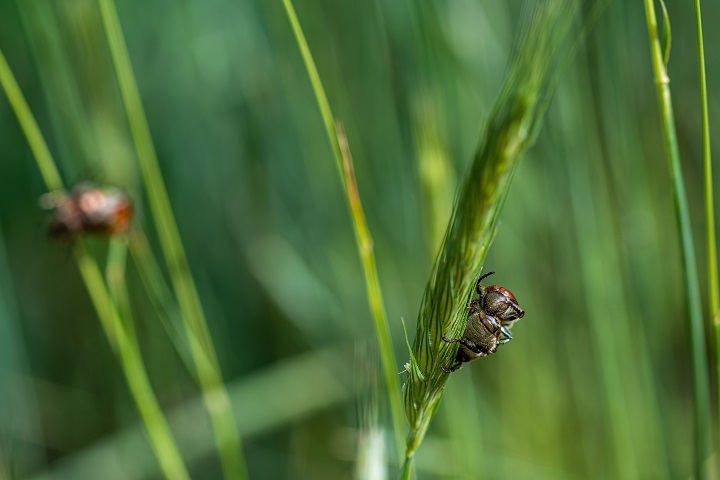 closeup-shot-bugs-wheatgrass-forest.jpg Муха сидит на травинке